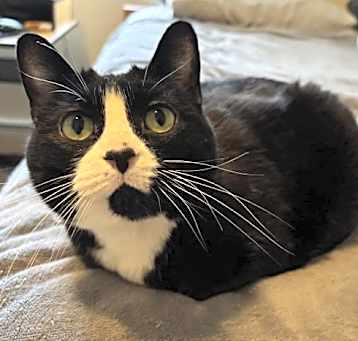 Photo of Tazzie