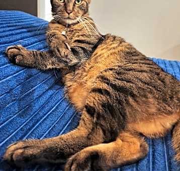 Photo of Harley
