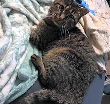 Photo of Roxy