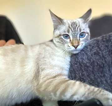 Photo of Miklo