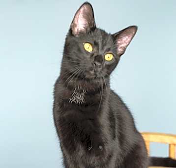 Photo of Humphrey (Bogart)