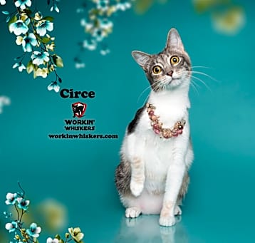 Photo of CIRCE