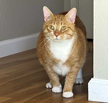 Photo of Mitts