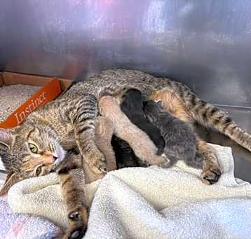 Photo of Multiple Litters Jun/July 2025