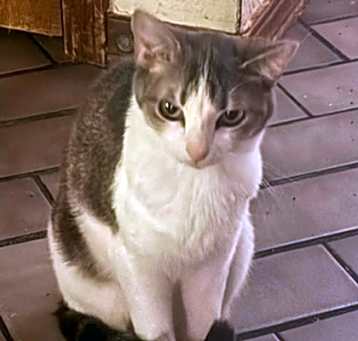 Photo of Chattie