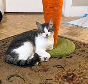 Photo of Gertrude - Bonded with Apple