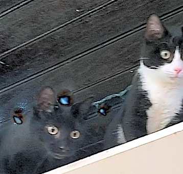Photo of Birdie & Chief