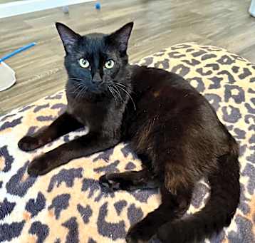 Photo of Jinx