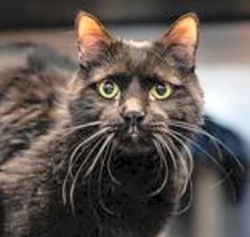 Photo of Toothless *Meet me at Eagan Petsmart*