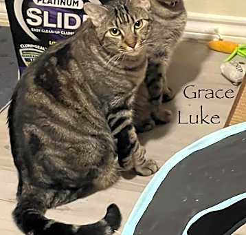 Photo of Luke & Grace (bonded pair)