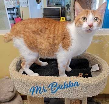 Photo of Mr Bubba #loves-bellyrubs