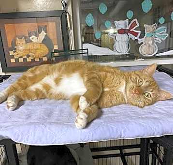 Photo of Tigger2