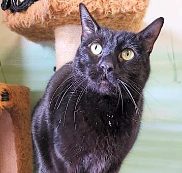 Photo of Simba