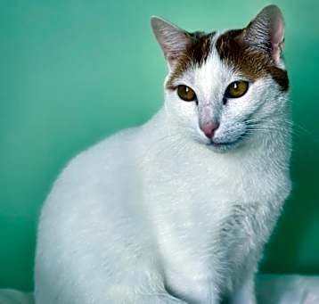 Photo of Lancelot
