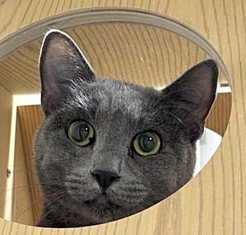 Photo of Millie (Din Jarin)