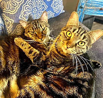 Photo of Eddie(M) & Lou(F)