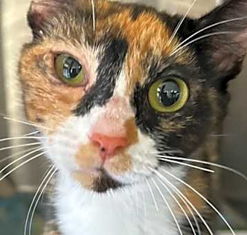 Photo of Leia