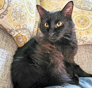 Photo of Sheba