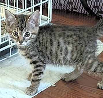 Photo of Praline