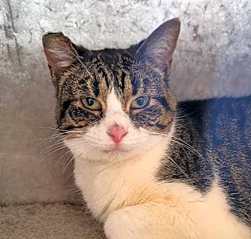 Photo of Misty