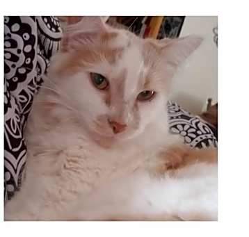 Photo of Thor