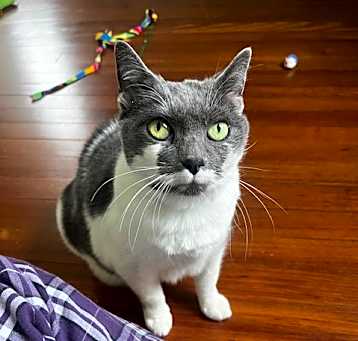 Photo of Zelda