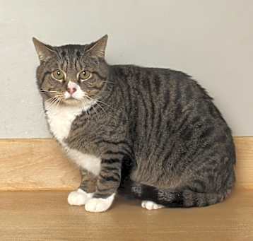 Photo of Monty C64604