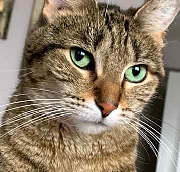 Photo of Penny