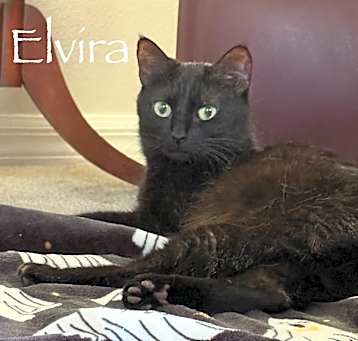 Photo of Elvira