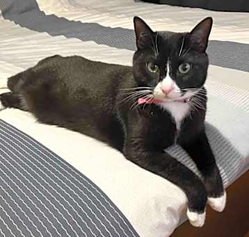Photo of Piper