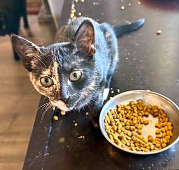 Photo of Ruby