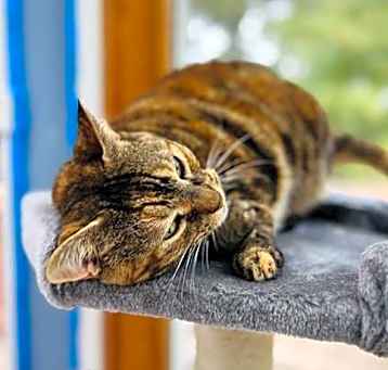 Photo of Willow