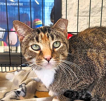 Photo of Sweet Sprinkles