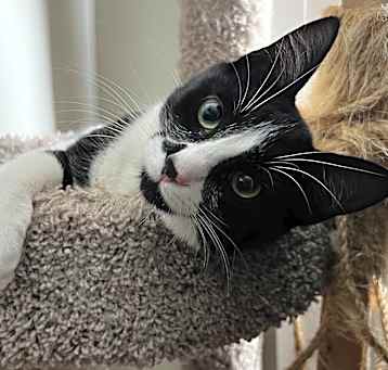 Photo of Kitty