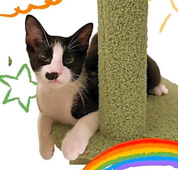 Photo of Gabin