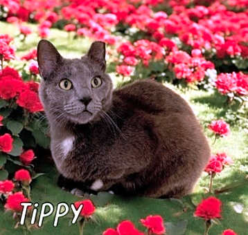 Photo of Tippy 124508