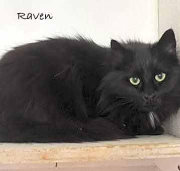 Photo of Raven