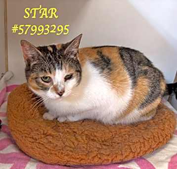Photo of Star