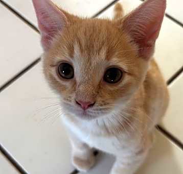 Photo of Bean