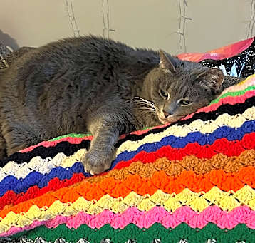 Photo of Miss Kitty