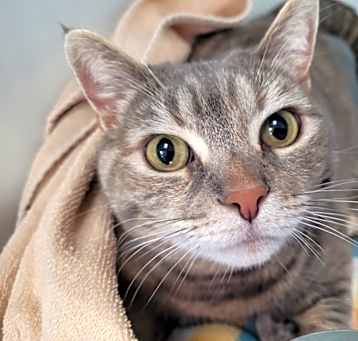Photo of BELLE Cat
