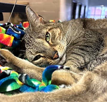 Photo of Loki