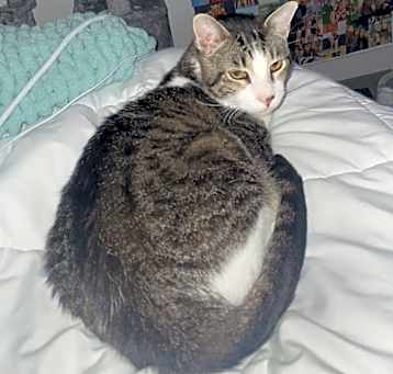 Photo of Oscar