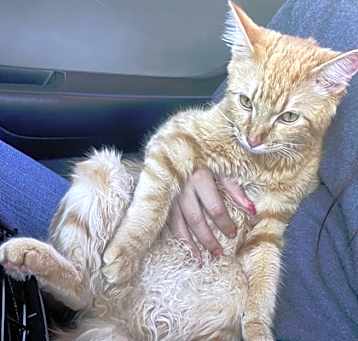 Photo of Pumpkin