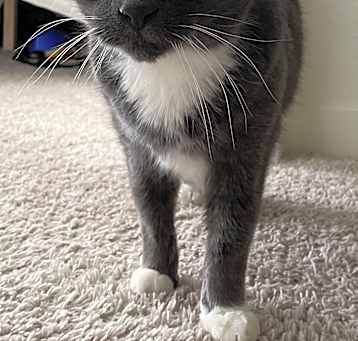 Photo of Emmett
