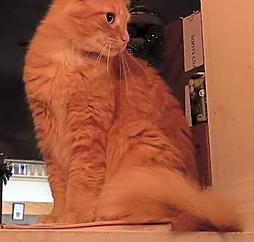 Photo of Simba