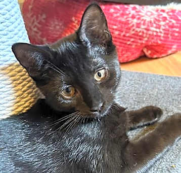 Photo of Blackjack - Petsmart Plantation Foster Home