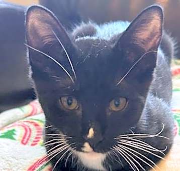Photo of Socks - Petsmart Plantation Foster Home