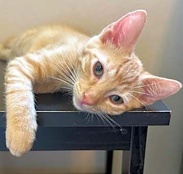 Photo of Butterscotch - Petsmart Plantation Foster Home