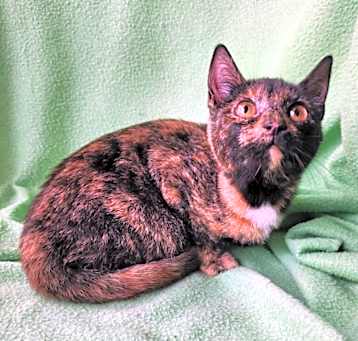 Photo of Appaloosa